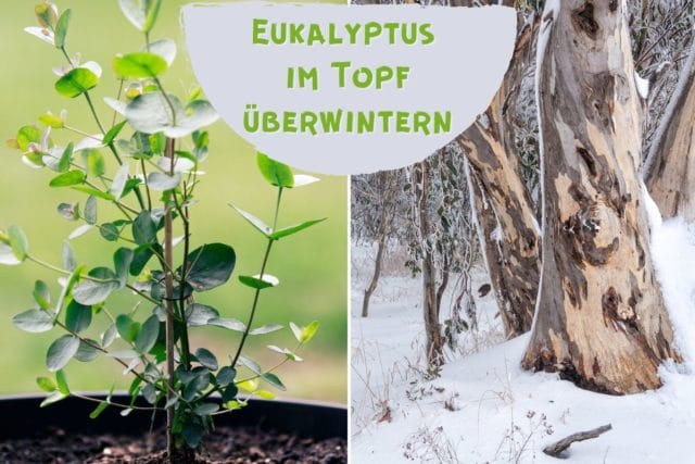 Eukalyptus im Topf überwintern