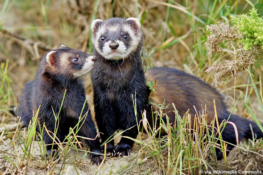 Europäischer Iltis (Mustela putorius)