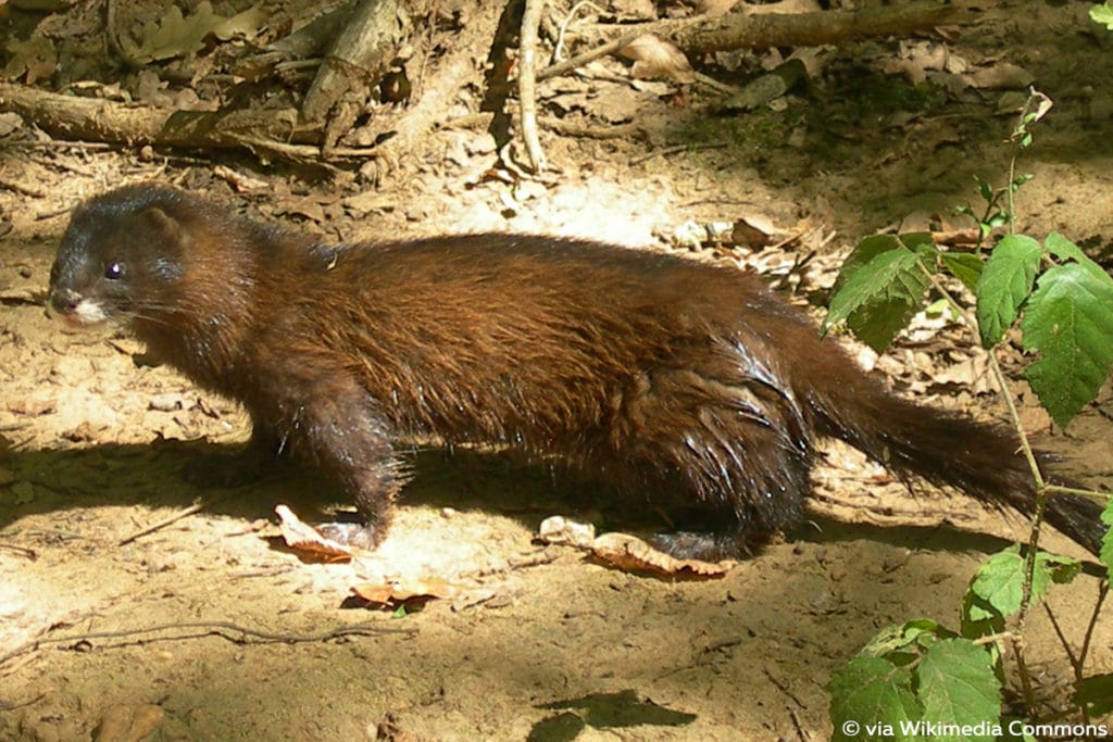 Europäischer Nerz (Mustela lutreola):