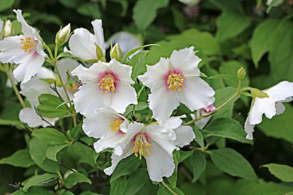 Europäischer PfeifenstrauchBauernjasmin (Philadelphus coronarius)