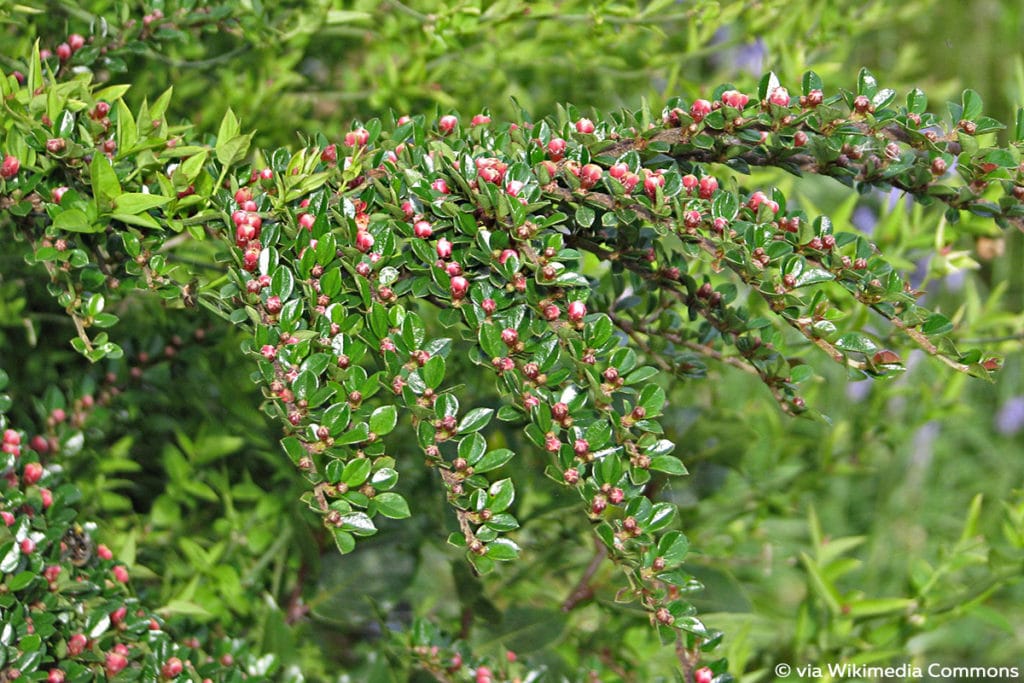 Fächerzwergmispel (Cotoneaster horizontalis), Schattengehölze