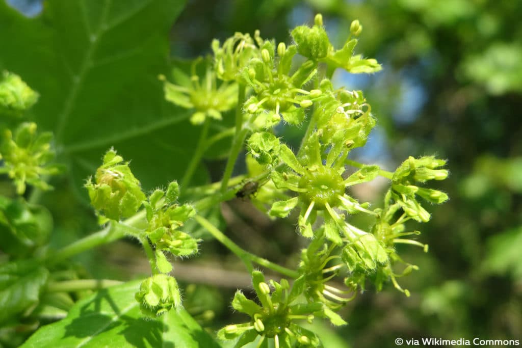 Feldahorn (Acer campestre)