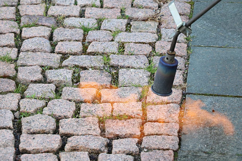 Flechten Auf Steinen 4 Ideen Sie Dauerhaft Zu Entfernen Gartendialog De