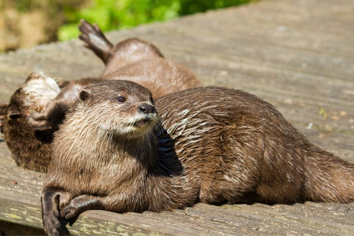 Otter Als Haustier In Deutschland