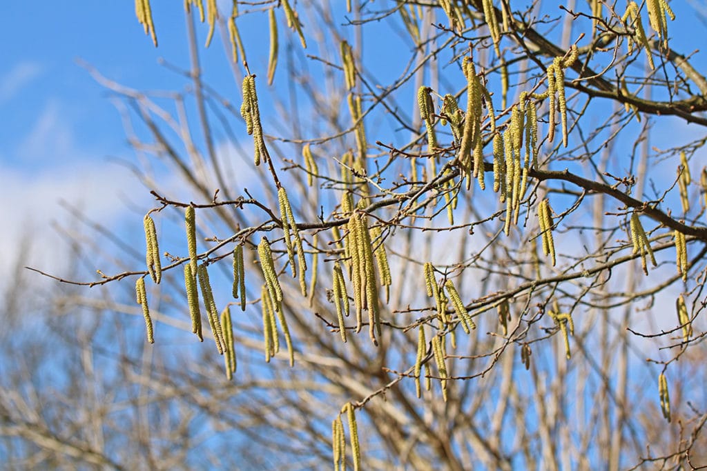 Corylus avellana, Frühlingsblüher