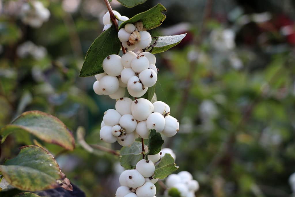 Gemeine Schneebeere, Knallerbsenstrauch (Symphoricarpos albus)