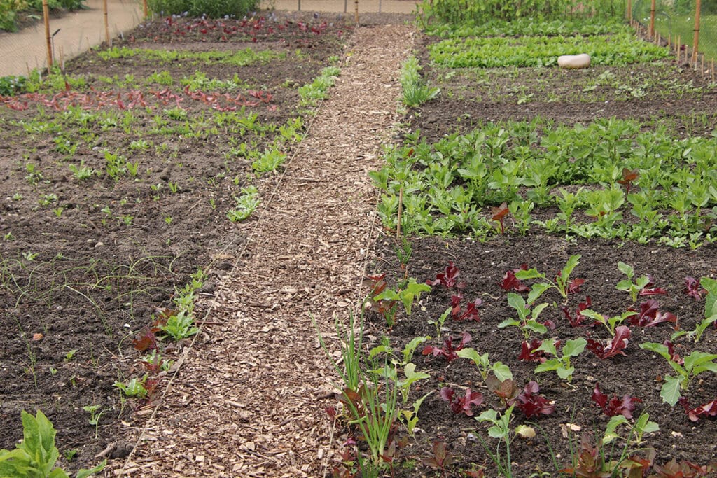 Gemüsegarten, Mischkultur, Projekt-Ideen