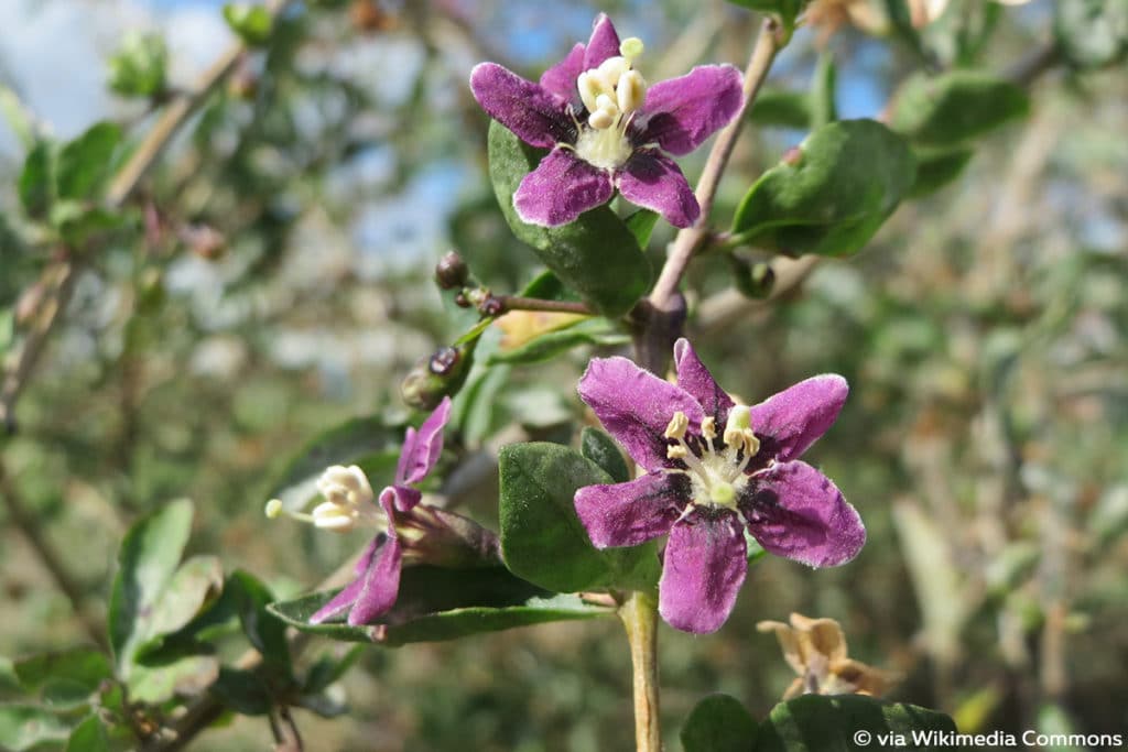 Goji-Beere (Lycium barbarum)