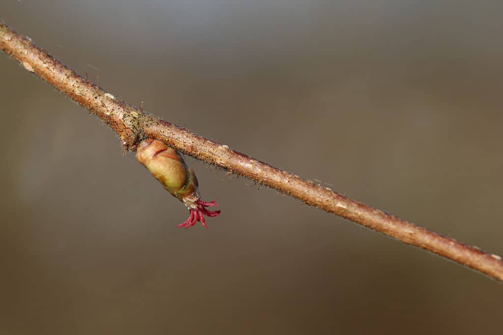 Corylus avellana