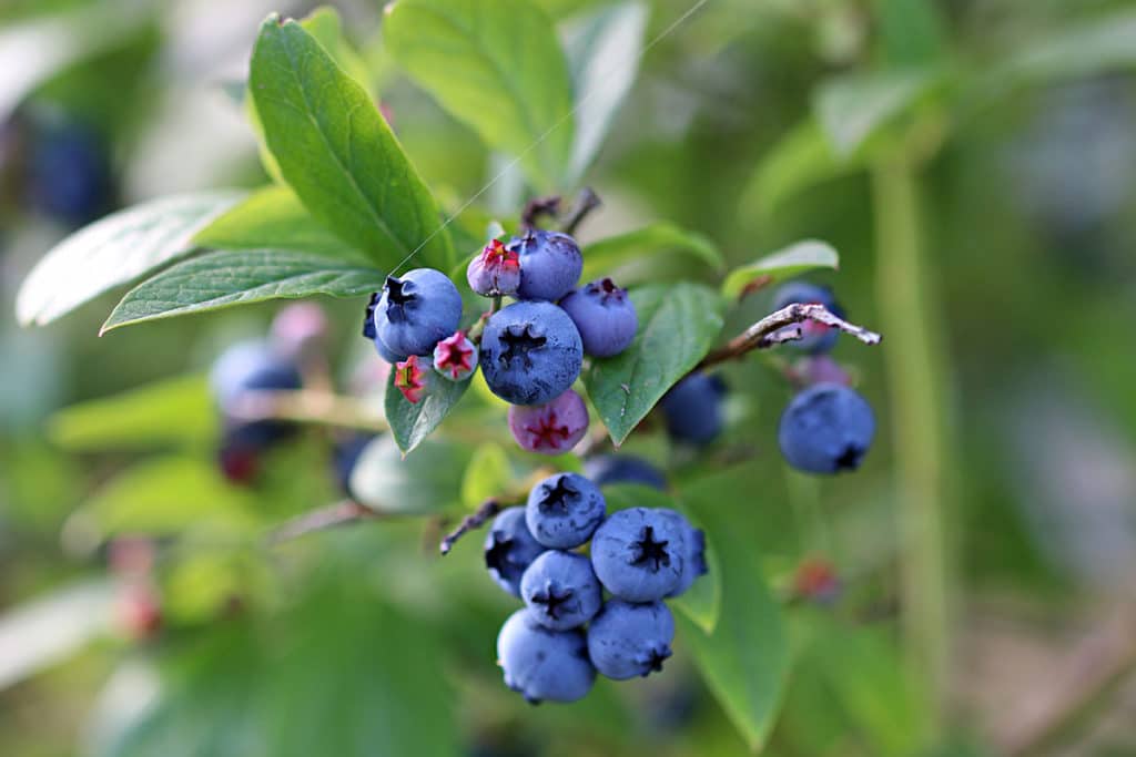 Heidelbeeren schneiden, Beeren