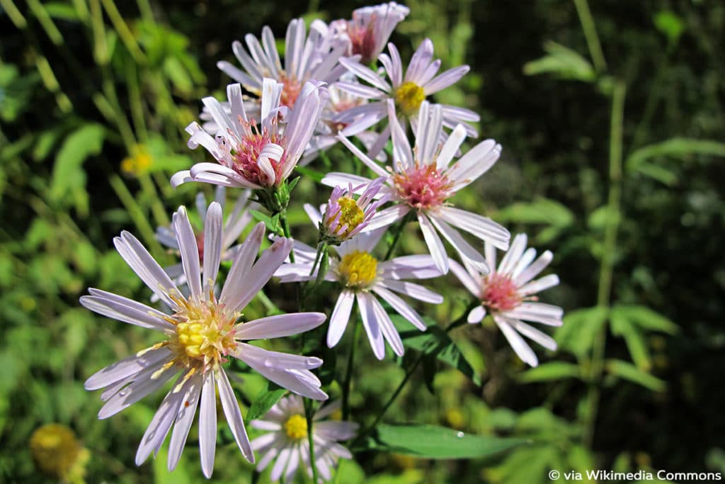 Symphyotrichum lanceolatum