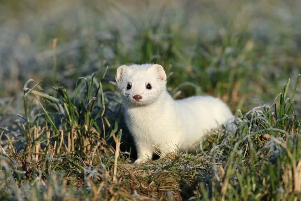 Hermelin (Mustela erminea), Marderarten