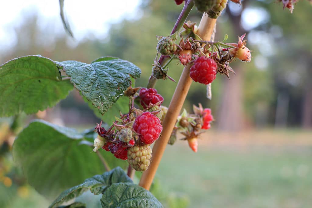 Himbeeren schneiden