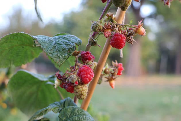 Beerensträucher 20 Sträucher mit essbaren Beeren