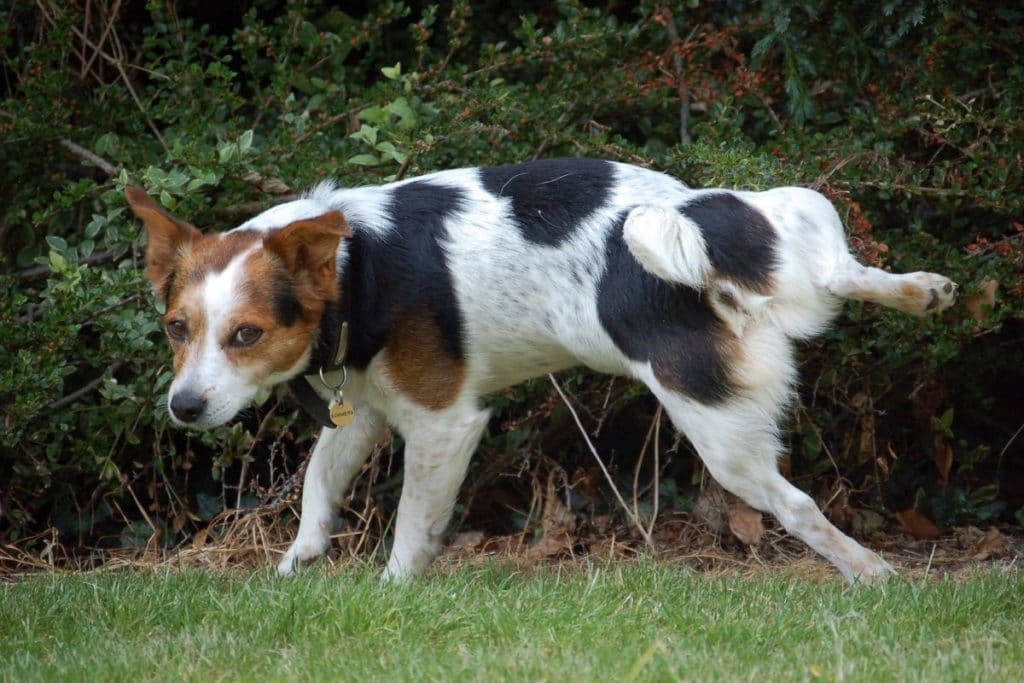 Hundeurin gegen Marder