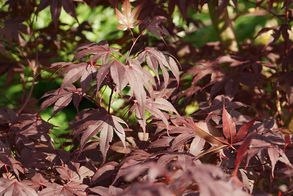 Japanische Ahorn, (Acer japonicum