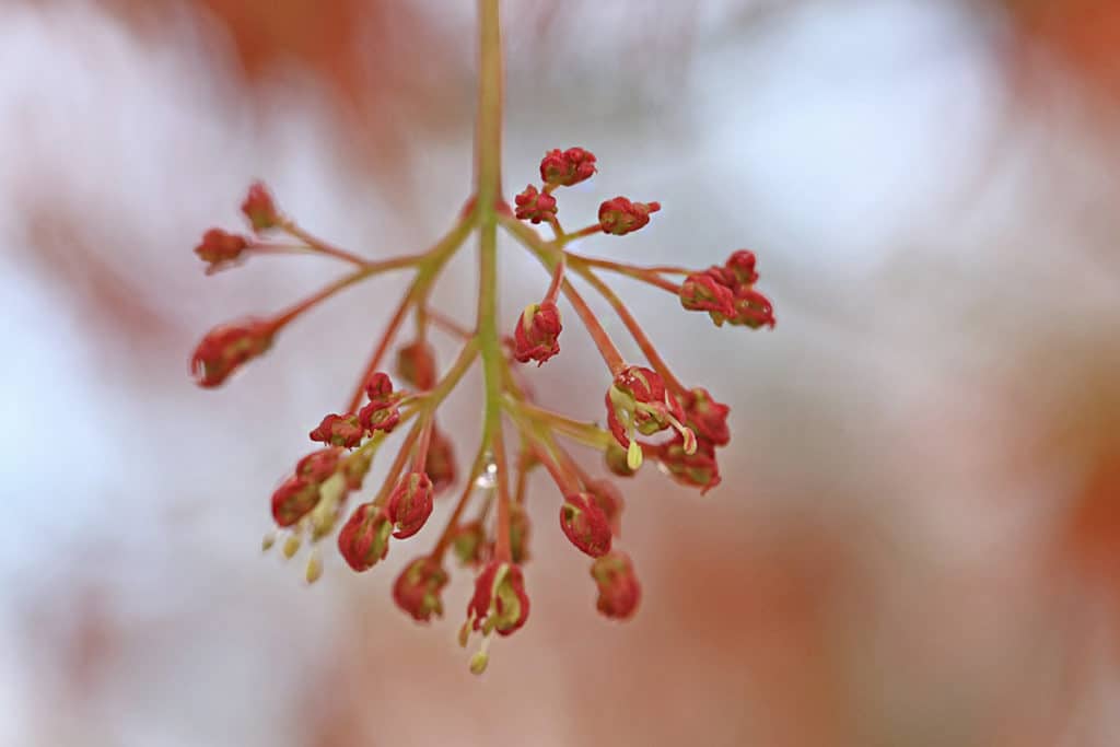 Acer palmatum, Japanischer Fächerahorn