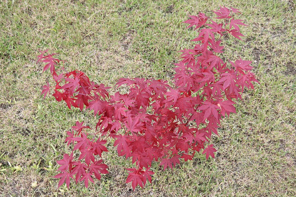 Acer japonicum