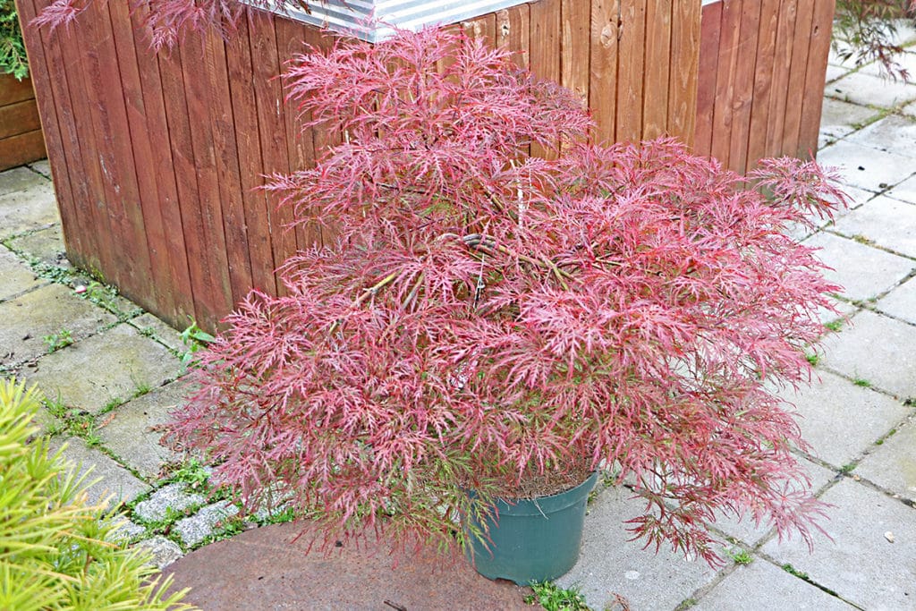 Japanische Ahorn, (Acer japonicum