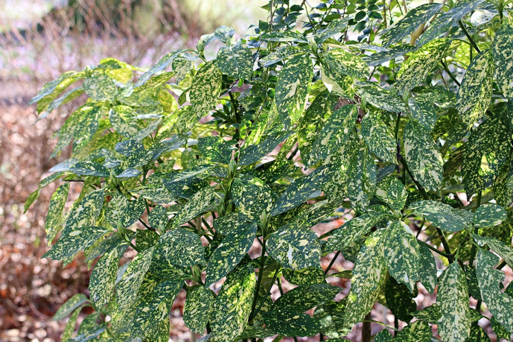 Japanische Aukube (Aucuba japonica)