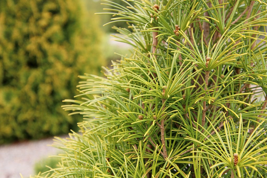 Japanische Schirmtanne (Sciadopitys verticillata)