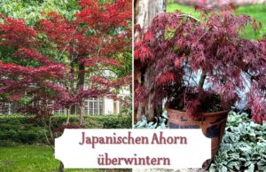 Japanischen Ahorn überwintern