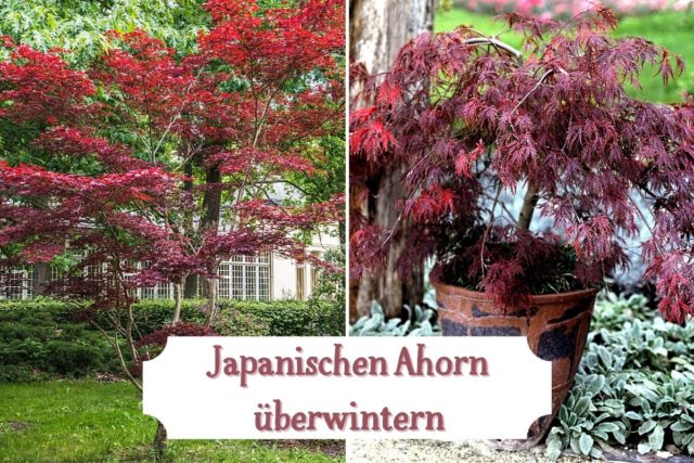 Japanischen Ahorn überwintern