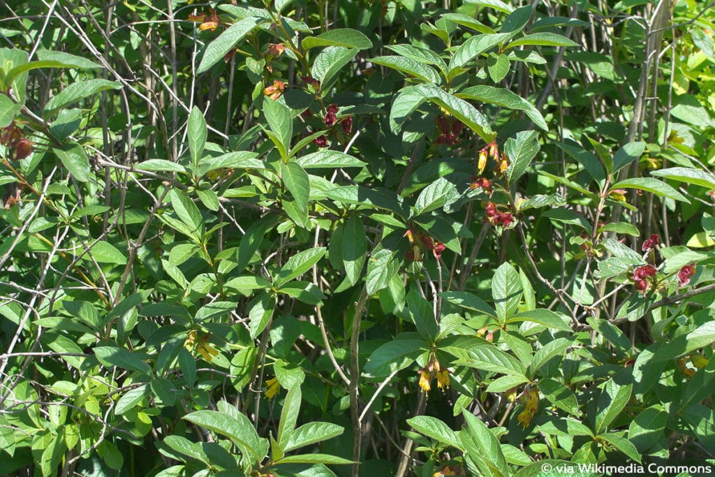 Kalifornische Heckenkirsche (Lonicera ledebourii)