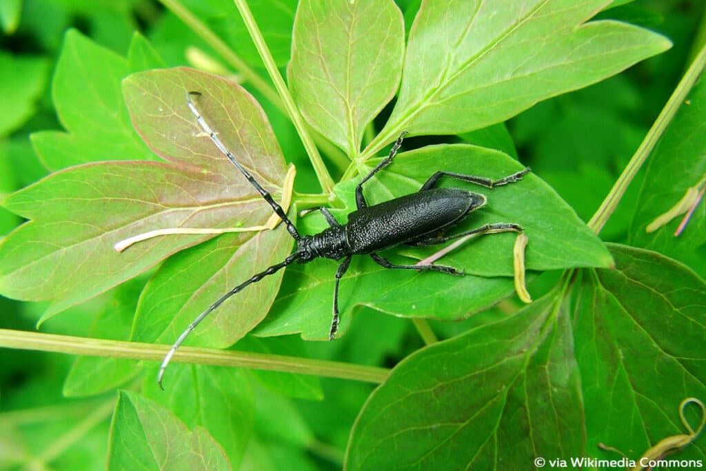 Kleiner Eichenbock (Cerambyx scopolii)