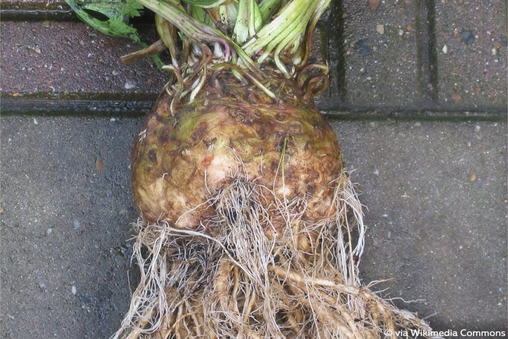 Knollensellerie - Apium graveolens var. Rapaceum, Wintergemüse