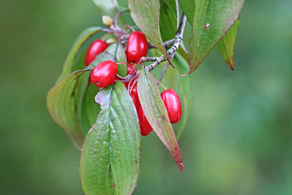 Schattengehölze, Kornelkirsche (Cornus mas)