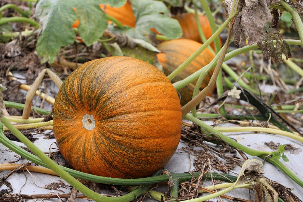 Gartenkürbis