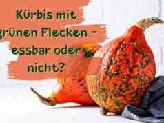 Kürbis grüne Flecken