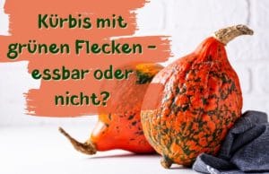 Kürbis grüne Flecken