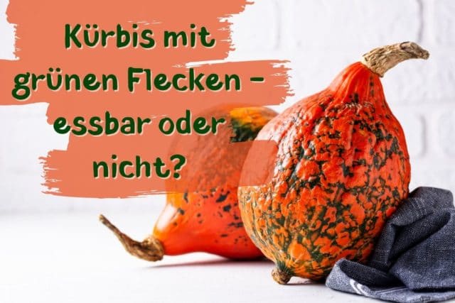 Kürbis grüne Flecken