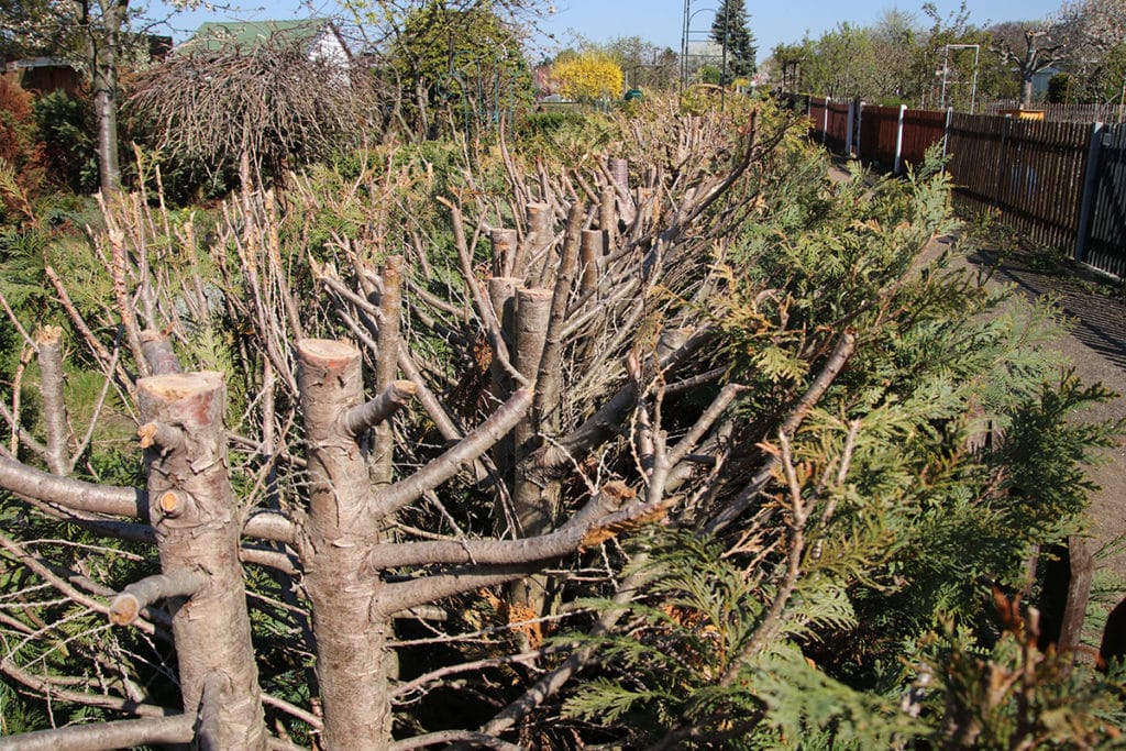 Thuja-Hecke schneiden