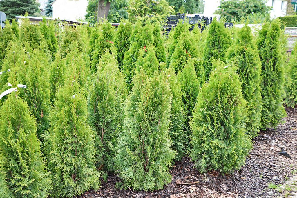 Thuja-Hecke