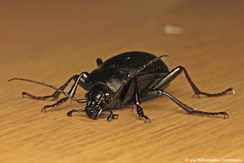 Lederlaufkäfer (Carabus coriaceus), schwarzer Käfer