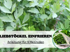 Liebstöckel einfrieren und Aroma bewahren