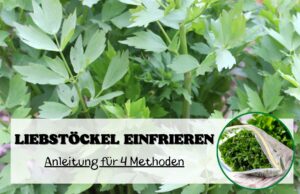 Liebstöckel einfrieren und Aroma bewahren