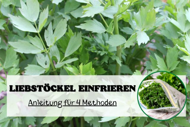 Liebstöckel einfrieren und Aroma bewahren