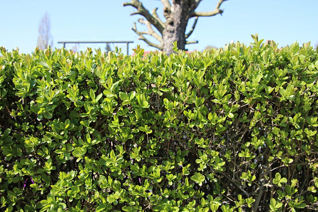 Liguster (Ligustrum vulgare)