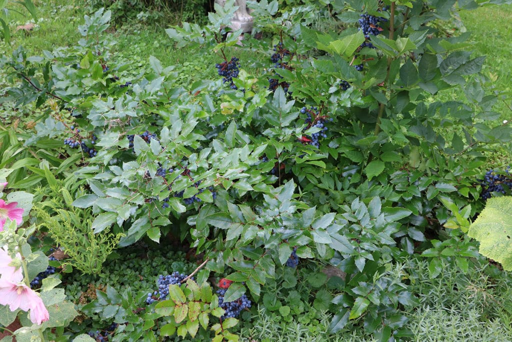 Mahonie (Mahonia aquifolium), Schattengehölze