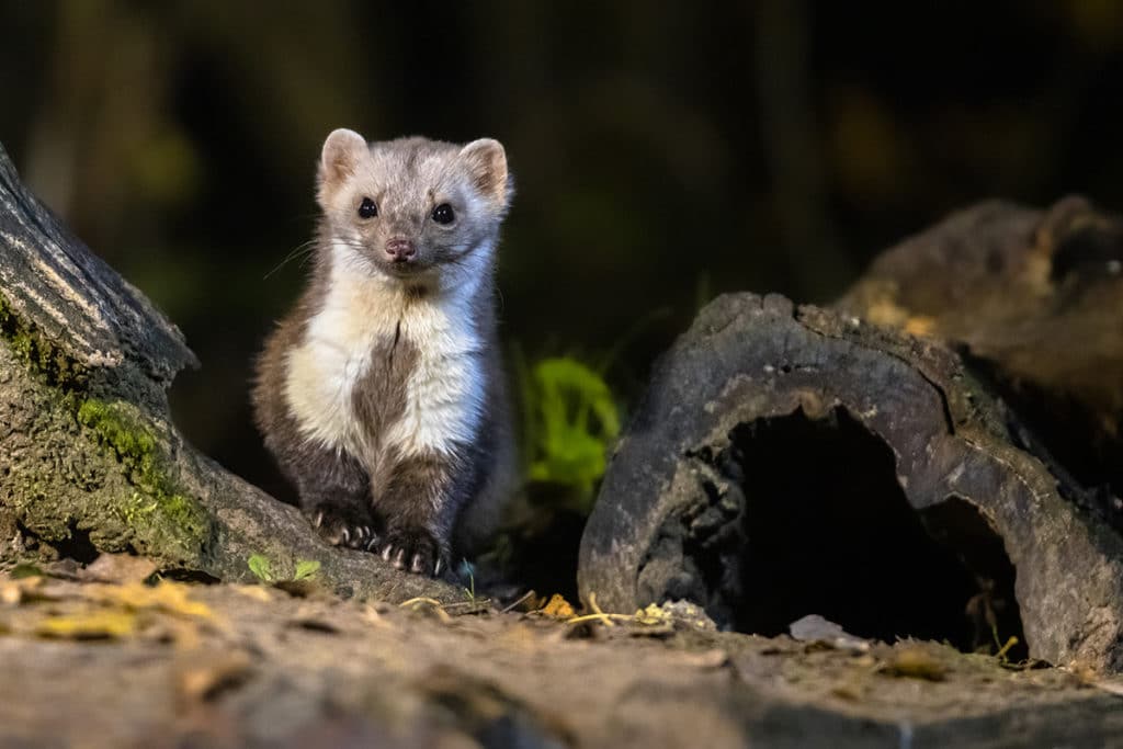 Marderbau: so erkennen Sie Marder im Garten 