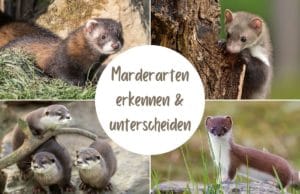 Marderarten