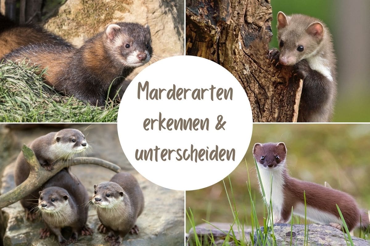 10 Marderarten In Deutschland Gartendialog De