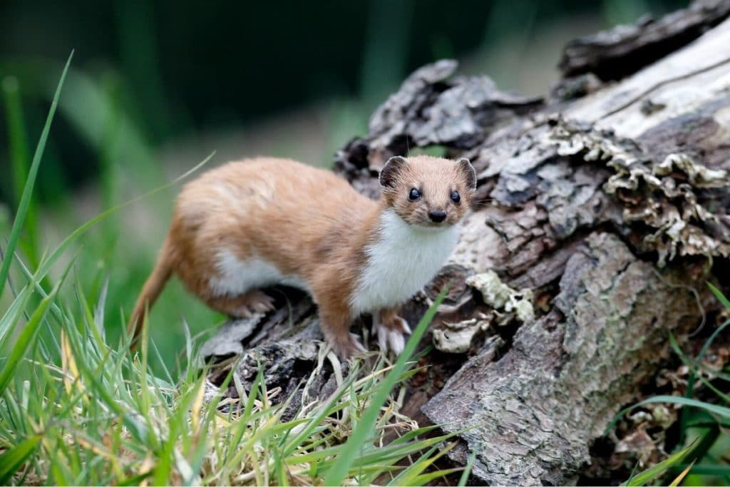 Mauswiesel (Mustela nivalis)