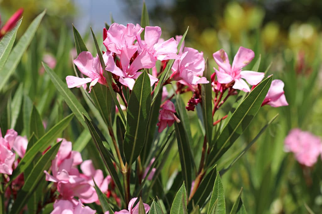 Nerium oleander schneiden