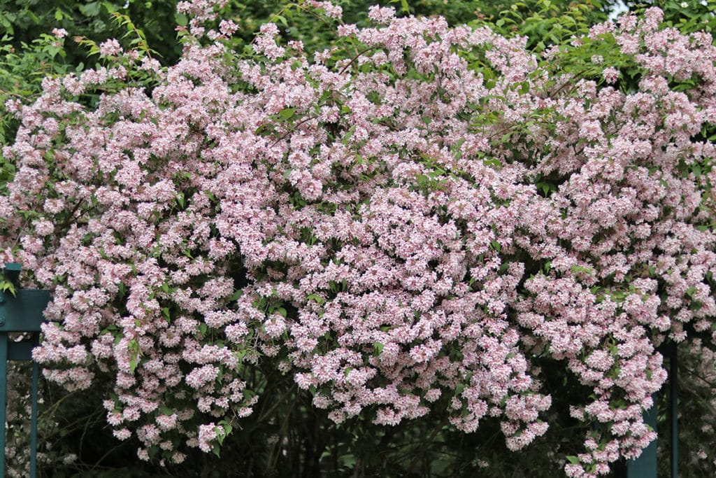 Pflanzen für Sonne und Trockenheit - Perlmuttstrauch (Kolkwitzia amabilis)
