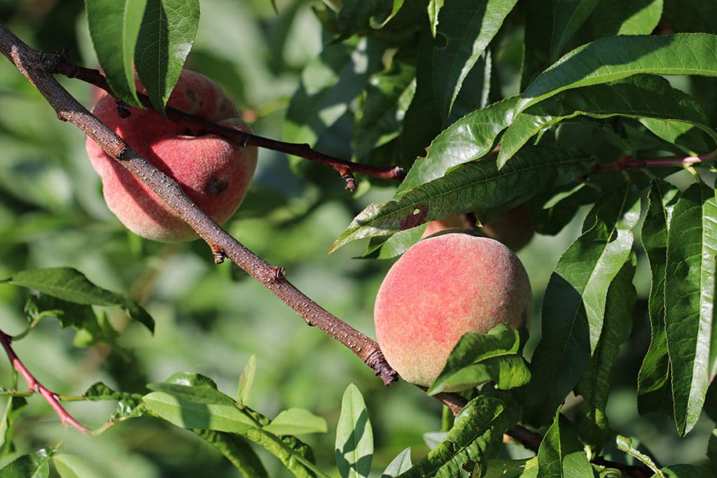 Pfirsich (Prunus persica)